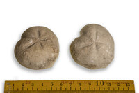 F 07063
<br/>
<br/>
<em></em>